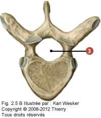 Figure d'une vertèbre thoracique en vue supérieure où on identifie: 3. Le foramen vertébral.