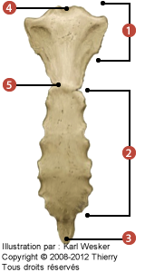 Figure du sternum où on identifie: 1. Le manubrium, 2. Le corps du sternum, 3. Le processus xiphoïde, 4. L'incisure jugulaire, et 5. L'angle de Louis (ou angle sternal).