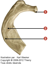 Figure de la première côte où on identifie: 1. La facette articulaire, 2. L'artère subclavière, et 3. Le tubercule pour l'insertion du scalène antérieur.