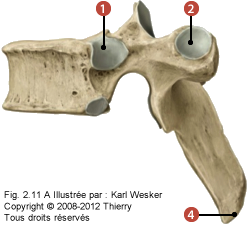 Figure d'une vertèbre thoracique en vue latérale où on identifie: 1. La facette costale partielle, 2. La facette costale sur le processus transverse, et 4. Le processus épineux.