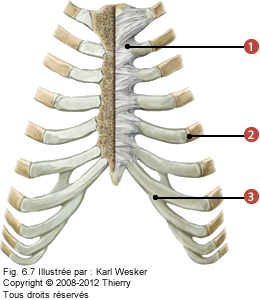 Figure de l'articulation sterno-costale en antérieur où on identifie: 1. L'articulation chondro-sternale, 2. L'articulation costo-chondrale, et 3. Les articulations interchondrales.