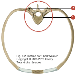 Figure de l'articulation costo-vertébrale en postérieur où on identifie: 1. Le mouvement costo-vertébrale, et 2. Le mouvement costo-transversaire.