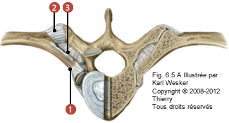 Figure 1 de 2 de l'articulation costo-vertébrale où on identifie: 1. Le ligament rayonné, 2. Le ligament costo-transversaire latéral, et 3. Le ligament costo-transversaire.