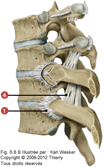 Figure 2 de 2 de l'articulation costo-vertébrale où on identifie: 1. Le ligament rayonné, et 4. Le ligament costo-transversaire supérieur.