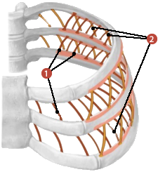 Figure des muscles du thorax où on identifie: 1. Les intercostaux internes, et 2. Les intercostaux externes.