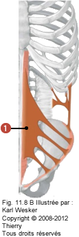 Figure des muscles des abdominaux où on identifie: 1. L'oblique interne.