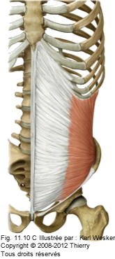 Figure de l'oblique interne.