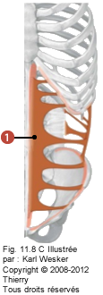 Figure des muscles des abdominaux où on identifie: 1. Le transverse.