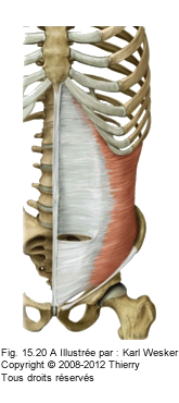 Figure du muscle transverse.