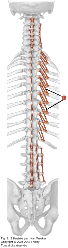 Figure des muscles abdominaux où on identifie: 1. L'élévateur des côtes.