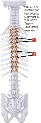 Figure des muscles de l'abdomen où on identifie: 1. Les rotateurs courts, et 2. Les rotateurs longs.