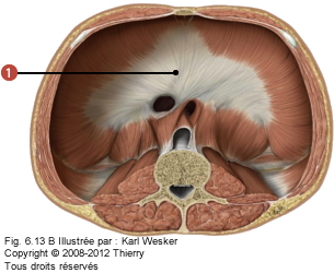 Figure des muscles de l'abdomen où on identifie: 1. Le centre phrénique du diaphragme.