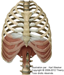 Figure du diaphragme.