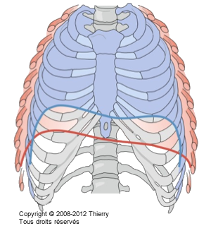 Figure du diaphragme.