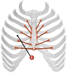 Figure 1 de 2 des muscles du thorax où on identifie: 1. Le transverse du thorax.