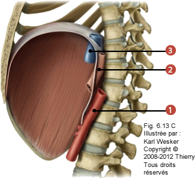 Figure 1 de 2 du diaphragme où on identifie: 1. L'orifice aortique, 2. L'orifice oesophaseo-gastrique, et 3. La veine cave inférieure.