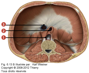 Figure 2 de 2 du diaphragme où on identifie: 1. L'orifice aortique, 2. L'orifice oesophaseo-gastrique, et 3. La veine cave inférieure.