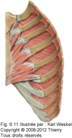 Figure 2 de 2 des muscles du thorax..