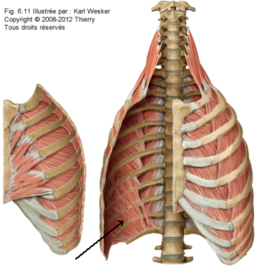 Figure des muscles du thorax où on identifie le subcostal.