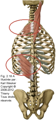 Figure des muscles du thorax où on identifie le dentelé postérieur supérieur et le dentelé postérieur inférieur.