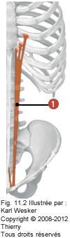 Figure des muscles abdominaux où on identifie: 1. Le grand droit de l'abdomen.