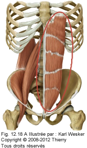 Figurde du grand droit de l'abdomen.