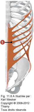 Figure des muscles des abdominaux où on identifie: 1. L'oblique externe.