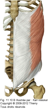 Figure de l'oblique externe.