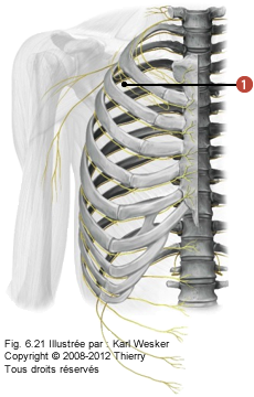 Figure de la cage thoracique où on identifie: 1. Les nerfs intercostaux.