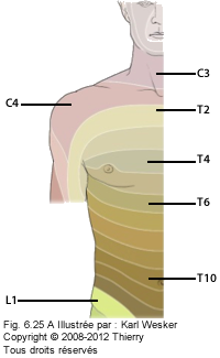 Figure 1 de 2 du thorax où on identifie les dermatomes.