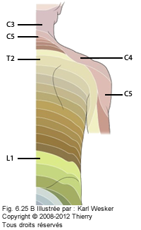 Figure 2 de 2 du thorax où on identifie les dermatomes.