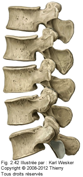 Figure de la colonne lombaire.
