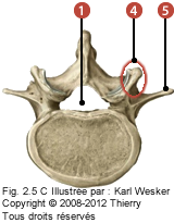 Figure des vertèbres lombaires en vue latérale où on identifie: 1. Le foramen vertébral, et 4. Les processus mamillaires.