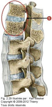 Figure de la région lombaire où on identifie: 1. Une articulation invertébrale.