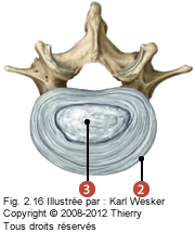 Figure du disque intervertébral où on identifie: 2. L'anneau fibreux, et 3. Le noyau (nucléus pulposus).