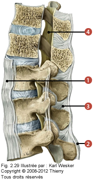 Figure 1 de 2 de la région lombaire où on identifie: 1. Le ligament longitudinal antérieur, 2. Le ligament supra épineux, 3. Le ligament interépineux, et 4. Le ligament jaune.