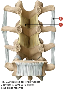 Figure 2 de 2 de la région lombaire où on identifie: 4. Le ligament jaune. et 5. Le ligament intertransversaire.