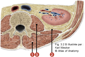 Figure 1 de 2 de la fascia thoraco-lombaire où on identifie: 1. Les couches musculaires du dos, 2. Les muscles antéro-latéraux (carré des lombes), et 3. Les psoas en antérieur.