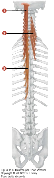 Figure de la région lombaire où on identifie: 1. Le semi-épineux de la tête, 2. Le semi-épineux du cou, et 3. Le semi-épineux du thorax.