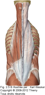 Figure 2 de 2 de la fascia thoraco-lombaire.