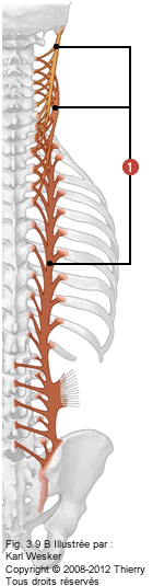 Figure 1 de 3 de la région lombaire où on identifie: 1. Le longissimus.