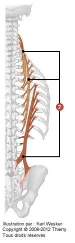 Figure 2 de 3 de la région lombaire où on identifie: 2. L'ilicostal.