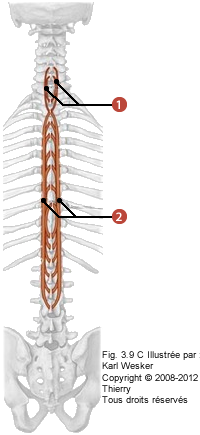 Figure de la région lombaire où on identifie: 1. L'épineux du cou, et 2. L'épineux du thorax.