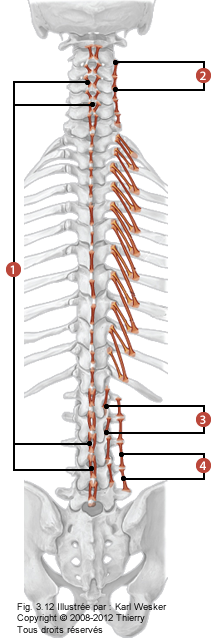 Figure de la région lombaire où on identifie: 1. Les interépineux, 2. Les processus transverses adjacents, 3. Les processus mamillaires adjacents, et 4. Les processus costiformes adjacents.