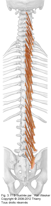 Figure 1 de 2 des multifides.