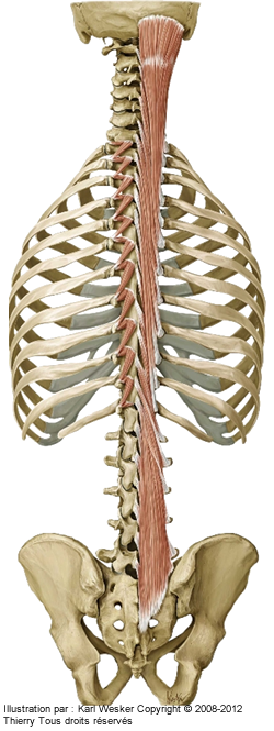 Figure 2 de 2 des multifides.