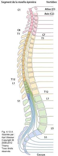 Figure de la colonne vertèbrale.