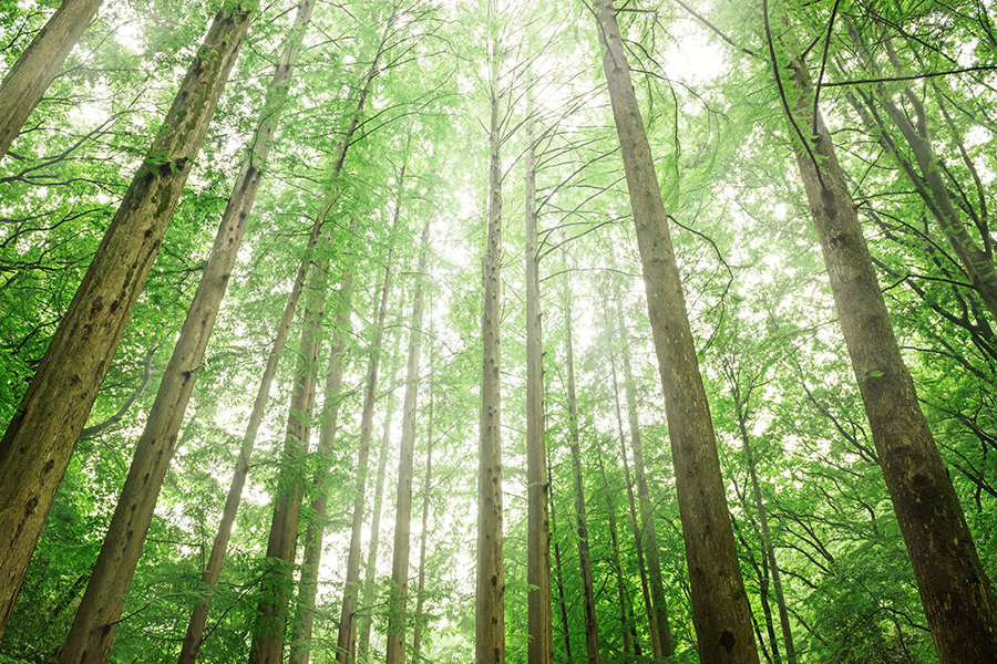 Les rayons de soleil passent à travers de grands arbres.