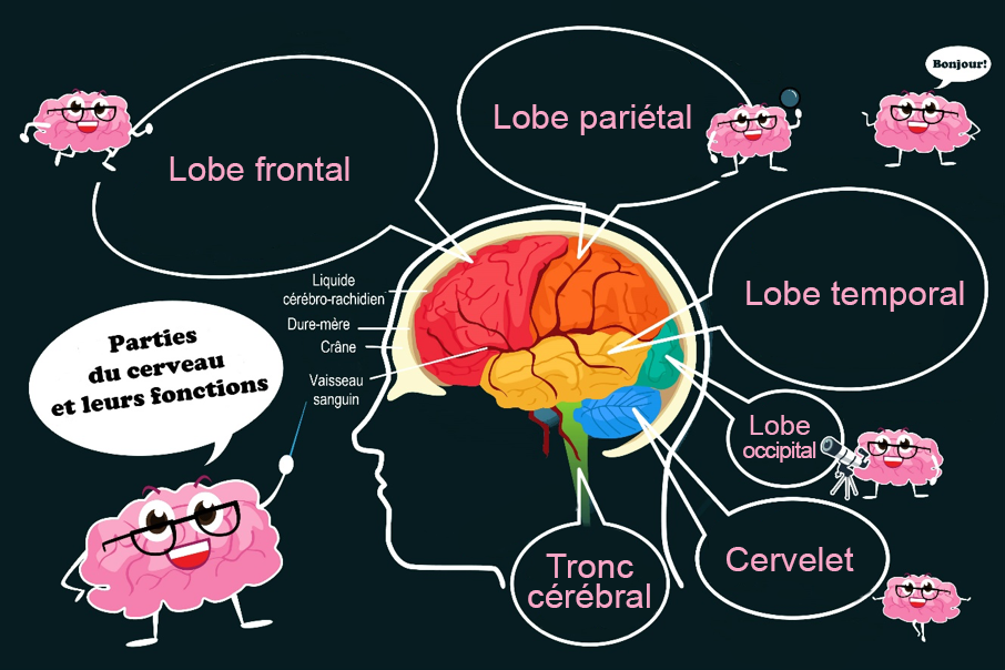 Unité 3.1 – Les autres troubles neurocognitifs